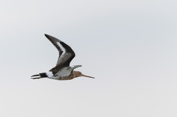 Black-tailed Godwit Limosa limosa in a swamp in northern Brittany