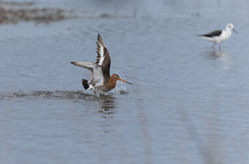 Black-tailed Godwit Limosa limosa in a swamp in northern Brittany