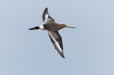 Black-tailed Godwit Limosa limosa in a swamp in northern Brittany
