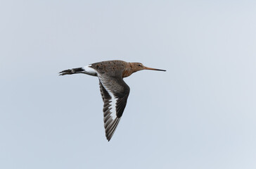 Black-tailed Godwit Limosa limosa in a swamp in northern Brittany
