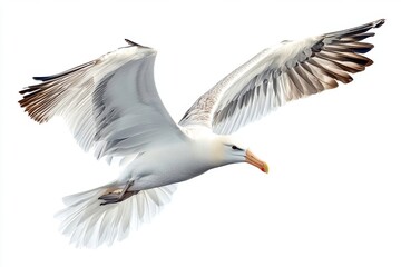 Obraz premium northern royal albatross in flight, white background