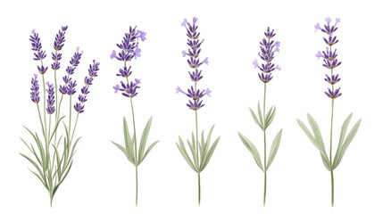 Fototapeta premium Elegant Lavender Flowers Illustration on White Background