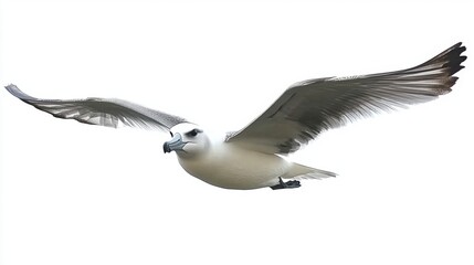 Naklejka premium northern fulmar in flight, white background, wildlife photography