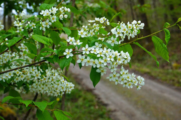 Gewöhnliche Traubenkirsche; Prunus padus; bird cherry