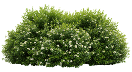 Lush green shrub with delicate white flowers blooms against a stark black backdrop