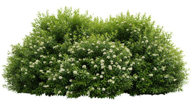 Lush green shrub with delicate white flowers blooms against a stark black backdrop