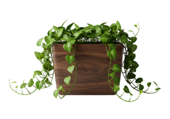 Golden Pothos Plant cascading from a Dark Wood Planter, against neutral background