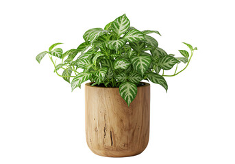 Naklejka premium Green variegated plant inside rustic wooden pot, elegant home decoration