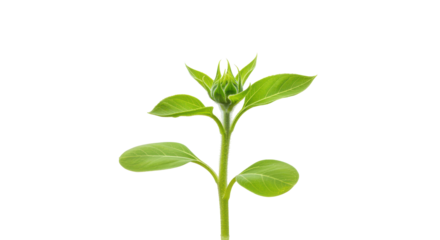Sunflower sprout against black background shows promise of golden beauty