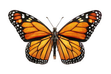 butterfly isolated on white