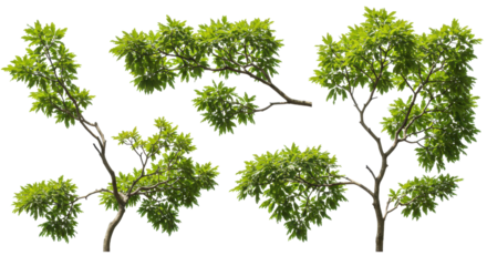 Serene Foliage Trees grace a tranquil black void vibrant leaves whispering in the abstract dark