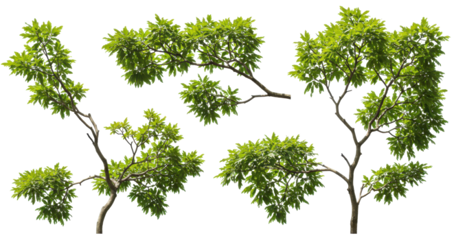 Serene Foliage Trees grace a tranquil black void vibrant leaves whispering in the abstract dark