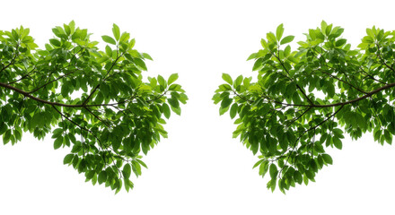 Obraz premium Symmetrical leafy branches against black creating a balanced naturefilled view