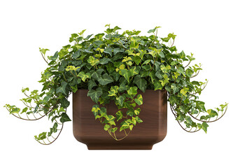Lush variegated ivy cascades from a rectangular pot against a white background