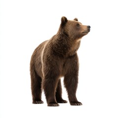 Fototapeta premium Brown bear standing isolated on white background