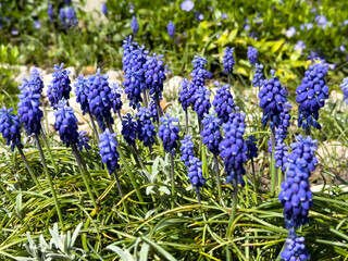 Blooming blue Muscari flowers, also known as grape hyacinths, growing in a sunny garden.