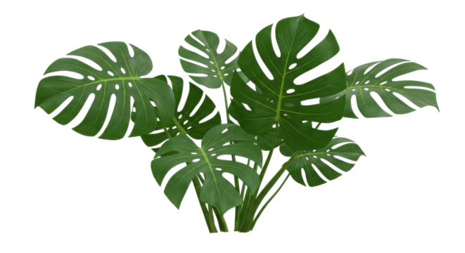 Monstera plant vibrant amidst darkness leaves like lace