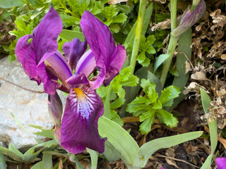 Purple iris flowers and buds growing among stones in a garden, with a green shrub in the background.