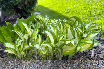 Green and white hosta plant with variegated leaves growing in a garden, surrounded by mulch and grass.