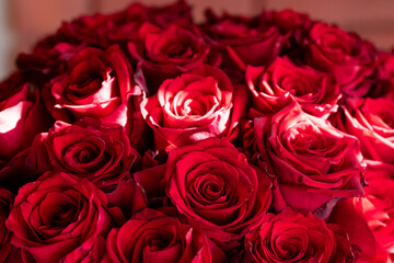 Close-up of multiple fresh red roses showing detailed petals in natural light, perfect for floral or botanical themes.