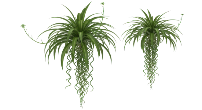 Spider Plant Duo Cascading Greenery Against Black