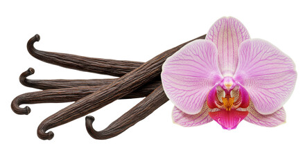 Orchid Blossom with Vanilla Beans Aromatic Duo on Black