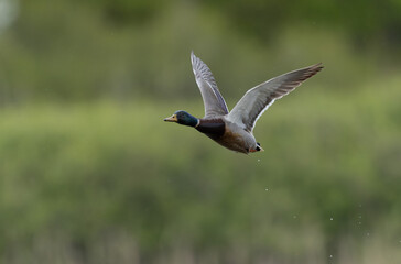 Mallard Anas platyrhynchos in close view