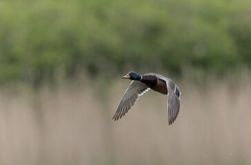 Mallard Anas platyrhynchos in close view