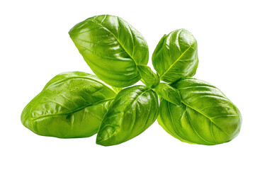 Fototapeta premium basil isolated on white background