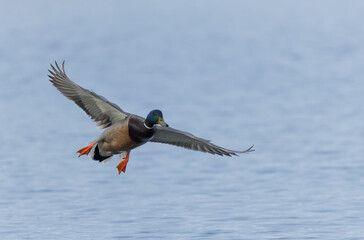 Mallard Anas platyrhynchos in close view
