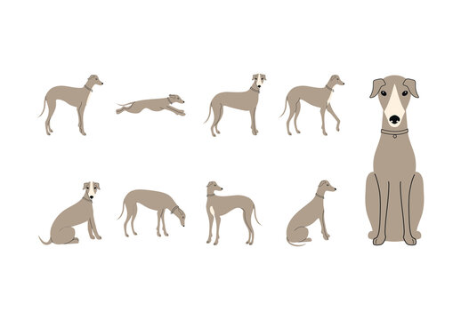 Beige Elegant Greyhound Dog Illustration Set