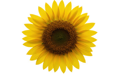 Naklejka premium Sunflowers bold bloom against a stark black canvas