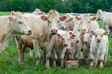 Group of white cows in green field