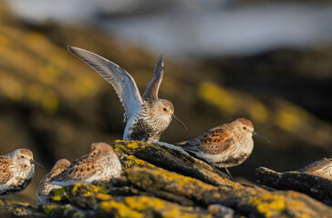 Dunlin Calidris alpina walking on a sandy beach on low tide in Brittany in France