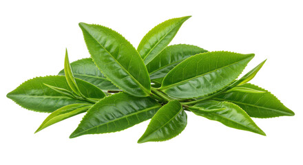 Obraz premium Verdant tea leaves unfurl against the inky expanse glistening with vitality