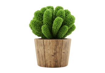 Stylized green coral cactus plant in a rustic wooden planter against a white backdrop