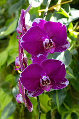purple Phalaenopsis moth orchid with bright green leafy background