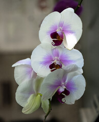 Phalaenopsis orchid, white and purple moth orchid 