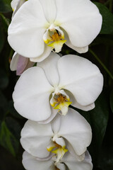 White Phalaenopsis Orchid, three stacked close up with dark behind