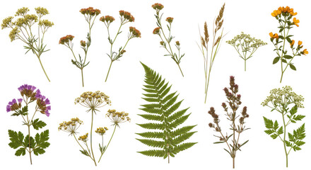 Pressed floras array A fern dried grasses  clusters of faded blooms against pure black
