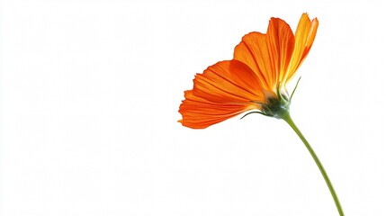 Vibrant Marigold Flower Isolated on White Background for Botanical Design