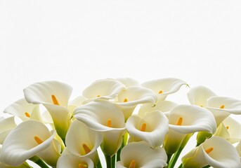 白いカラー、優しく輝く光、上品な花束