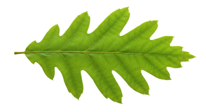 Vibrant green oak leaf displays intricate vein patterns on a stark black backdrop