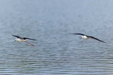 Black-winged Stilt Himantopus himantopus in Brittany, France