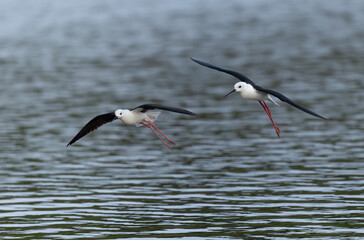 Black-winged Stilt Himantopus himantopus in Brittany, France