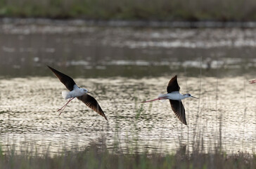 Black-winged Stilt Himantopus himantopus in Brittany, France