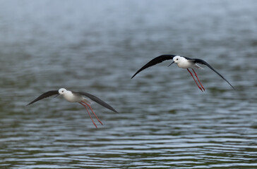 Black-winged Stilt Himantopus himantopus in Brittany, France