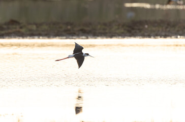 Black-winged Stilt Himantopus himantopus in Brittany, France