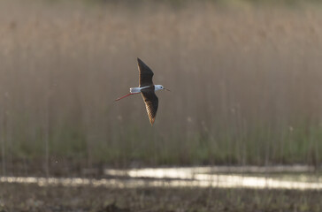 Black-winged Stilt Himantopus himantopus in Brittany, France