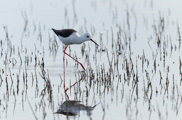 Black-winged Stilt Himantopus himantopus in Brittany, France
